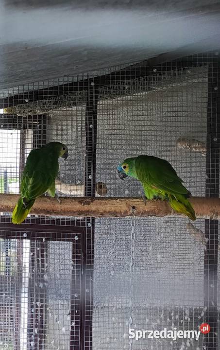 Amazonka Niebieskoczelna Samica Żabno