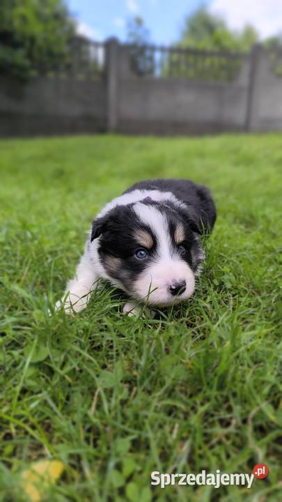 Border Collie czekoladowej matce do rezerwacji Ostrowy nad Okszą