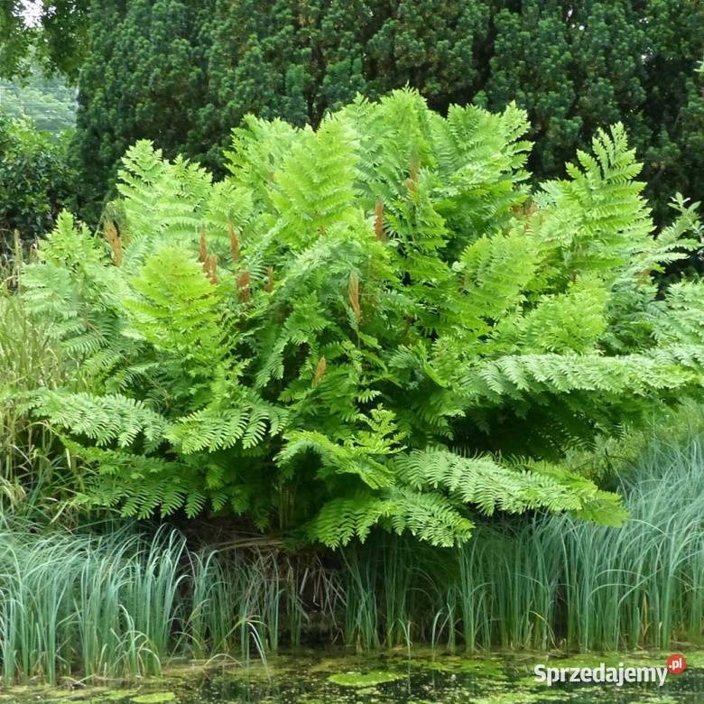 Długosz królewski Purpurascens