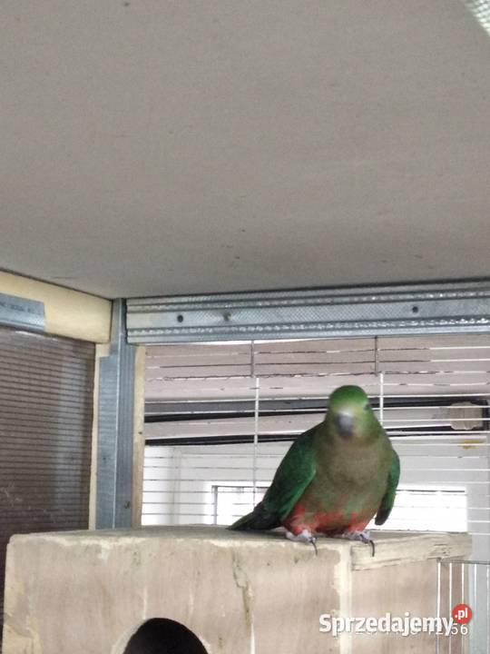 Szkarłatka sprzedam samica Świerklany