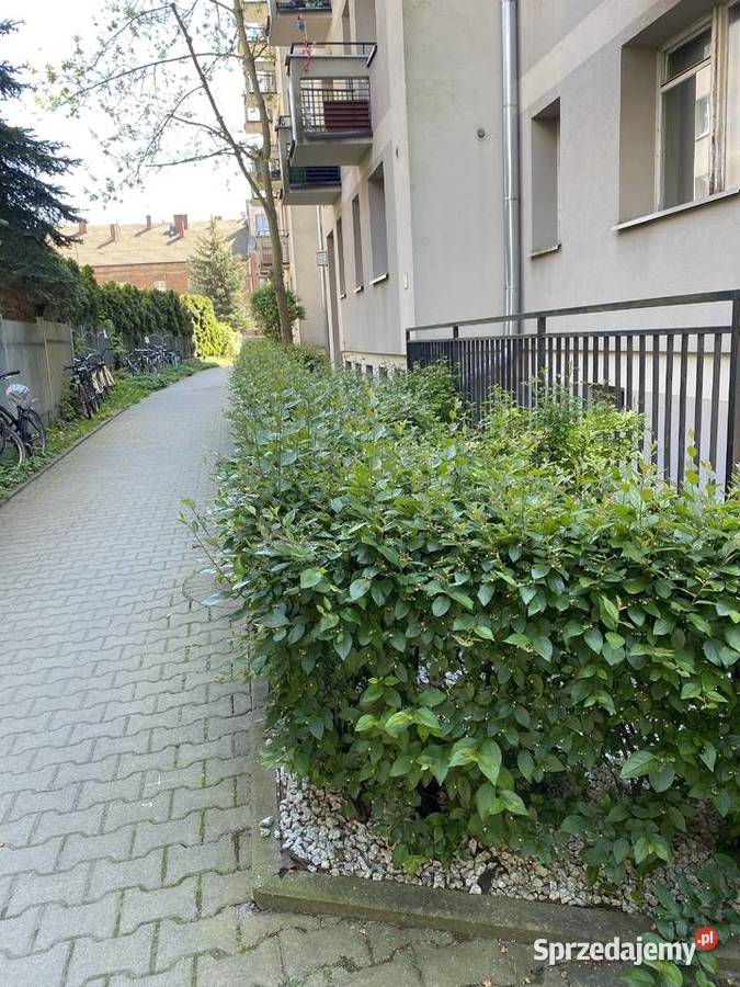 irga błyszcząca Kraków