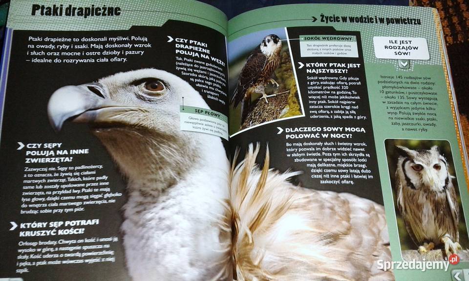 Wielka księga pytań i odpowiedzi John Farndon i Chełm