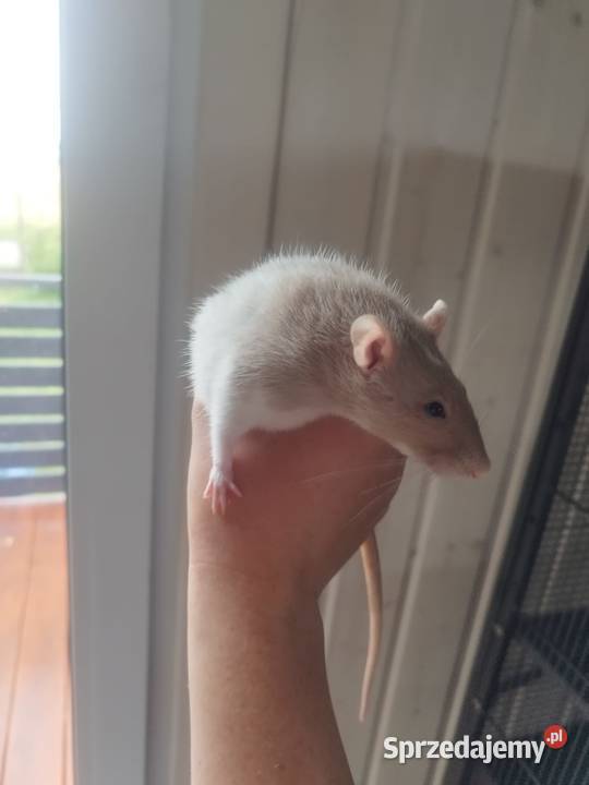 duża klatka i 3 samiczki szczura Żory sprzedam