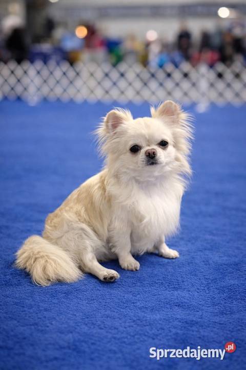 REPRODUKTOR CHIHUAHUA FCI mazowieckie Warszawa