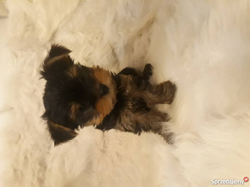 Dwa yorki szukają nowego domu Piaseczno