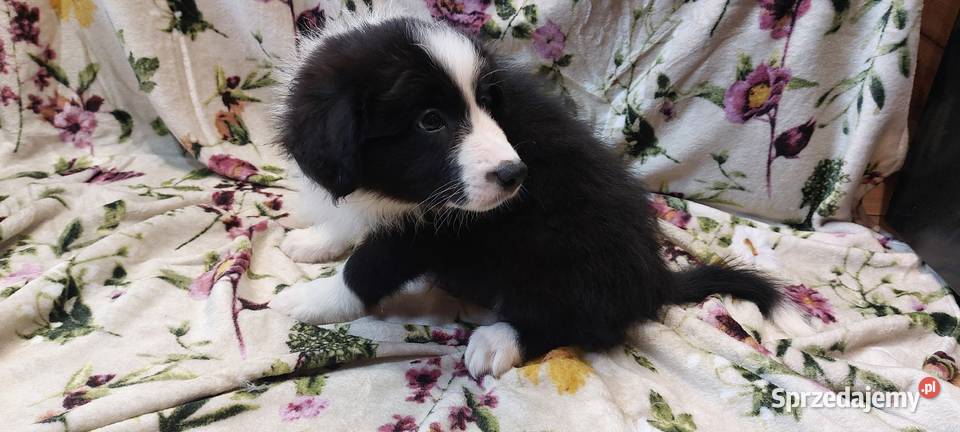 Border Collie szczeniaki inteligentne Ziębice
