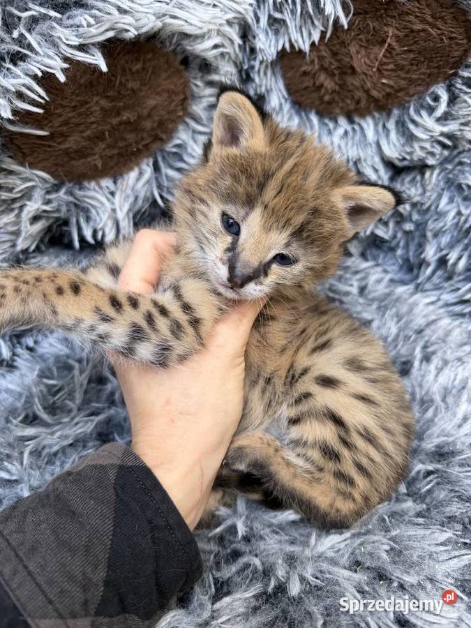 Samiec serwal Pozostałe Kraków