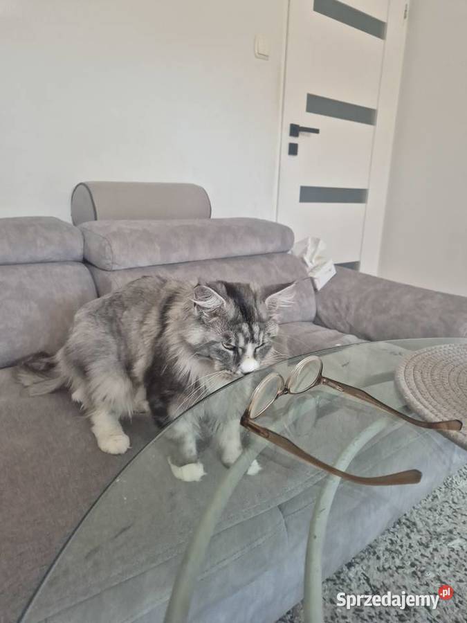 Maine coon kocurek kujawsko-pomorskie Mała Nieszawka