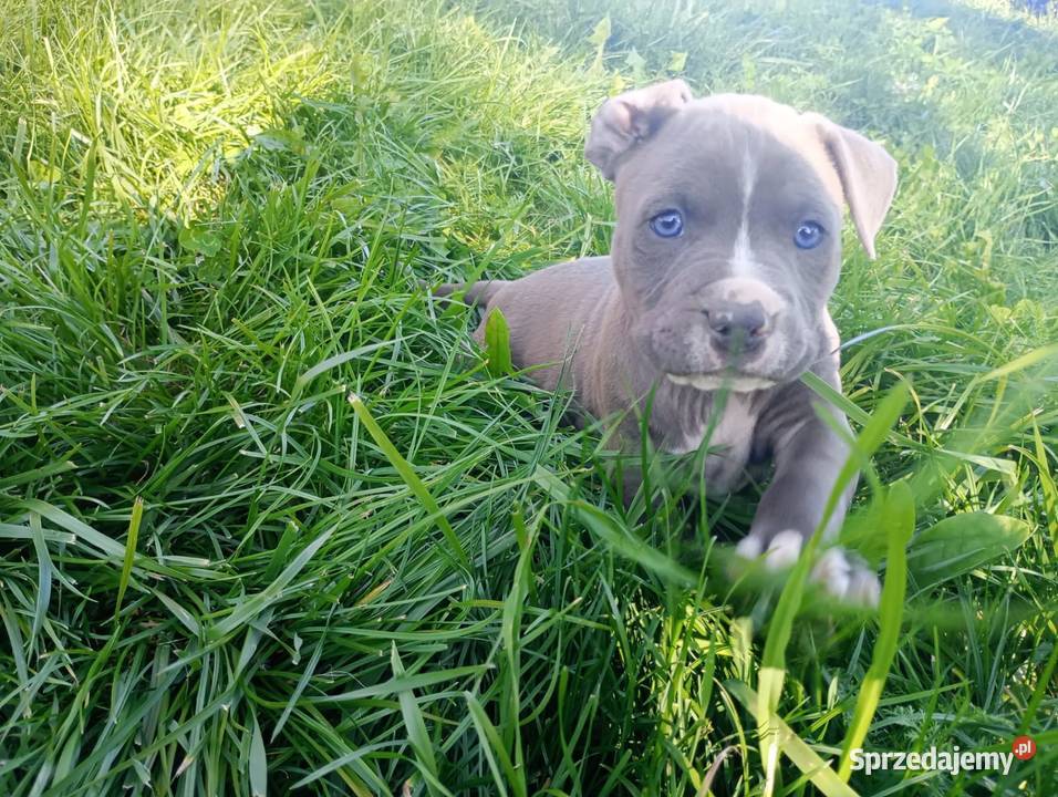Amstaff PIES american staffordshire terrier