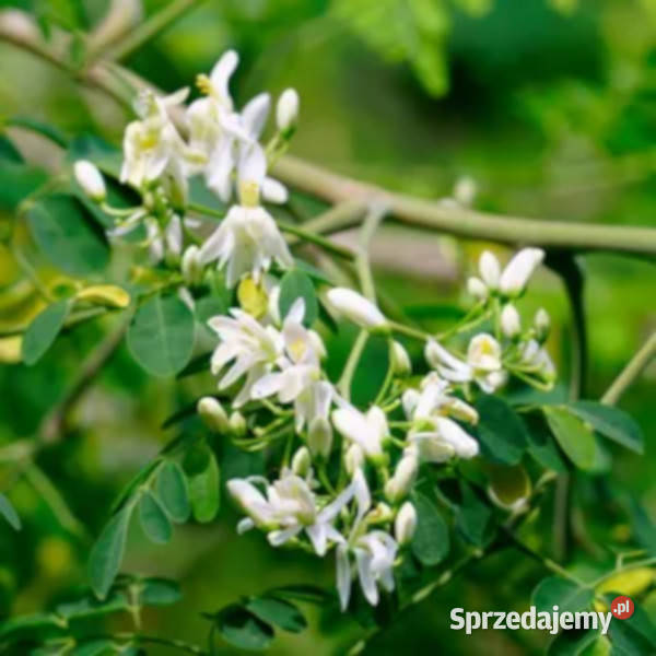 MORINGA OLEJODAJNA Moringa oleifera NASIONA 100g Lubanie
