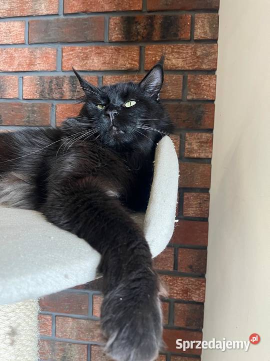 Kotka Maine Coon Nera sprzedam
