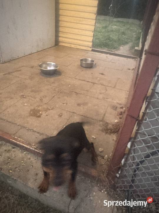 Ratlerek suczka 8 miesięcy mazowieckie Wierzbica sprzedam