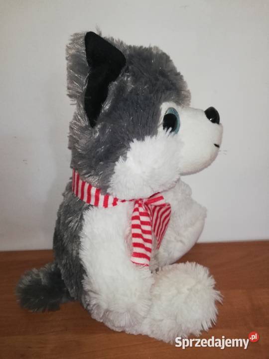 Piesek Haski 30 Nieużywana maskotka Dla Dziecka Warszawa sprzedam