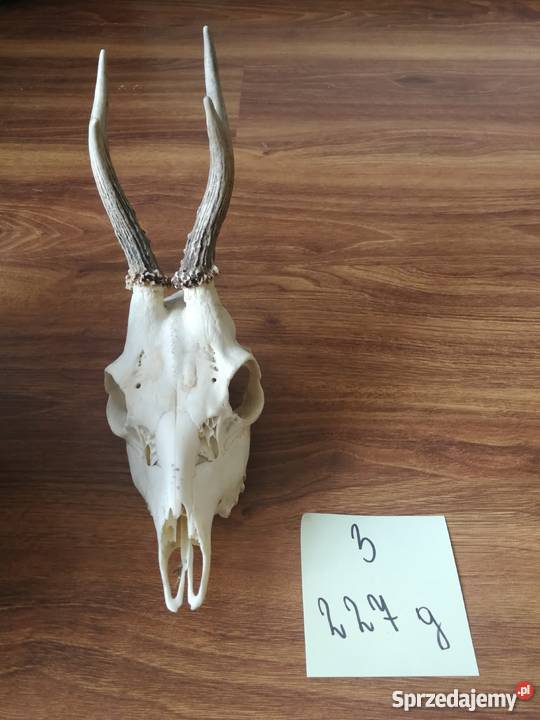 Poroża kozłów i szable dzika Sporty strzeleckie i myślistwo Sporty strzeleckie i myślistwo sprzedam