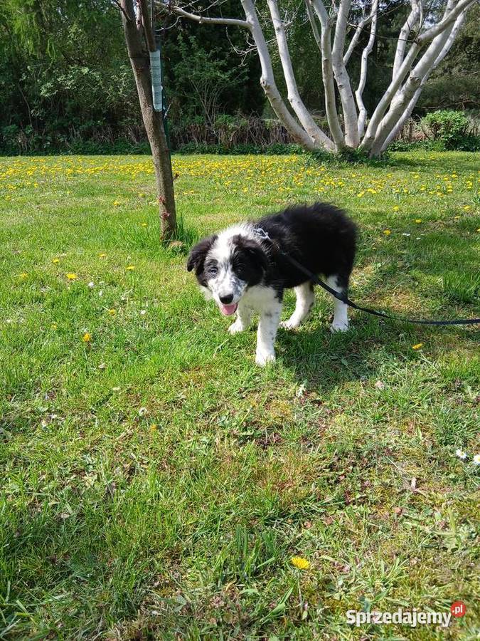 Border collie z rodowodem kujawsko-pomorskie Toruń