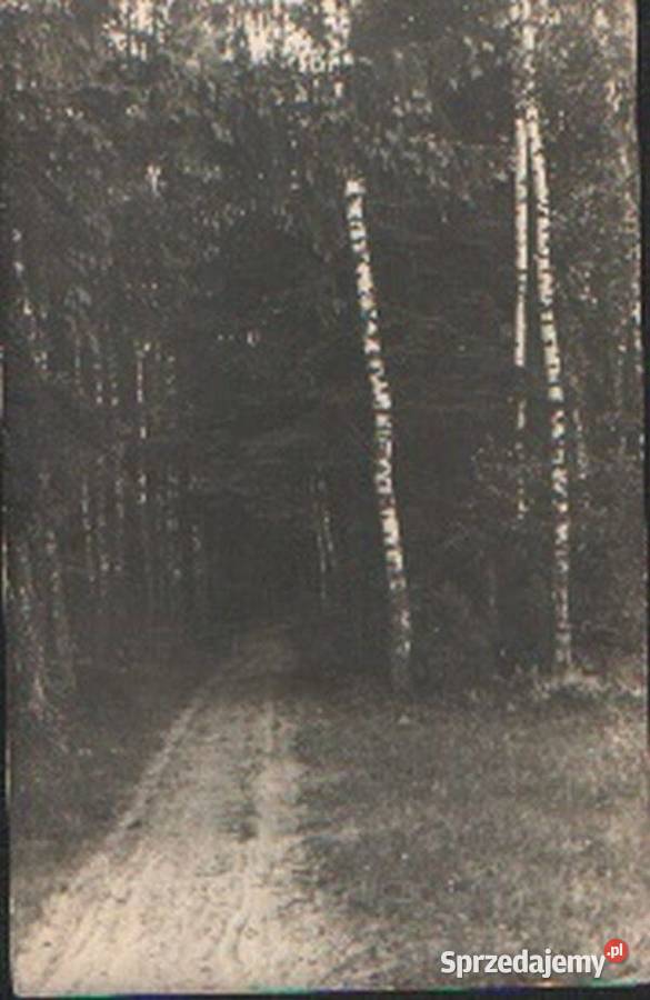 K Poczt Droga w lesie Gliwice