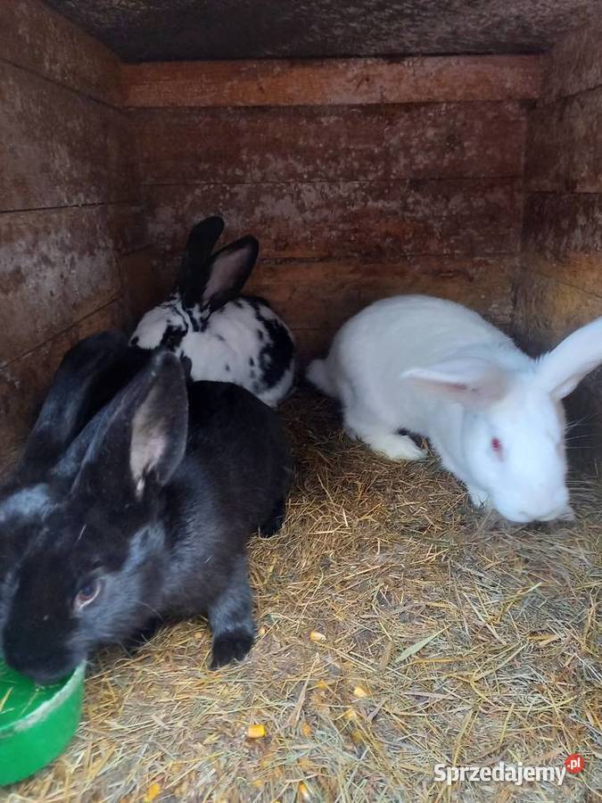 sprzedm kroliki Włocławek