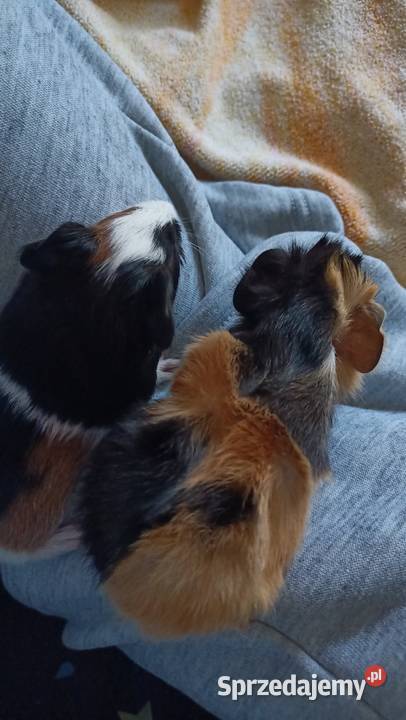 Rezerwacja świnek morskich Warszawa