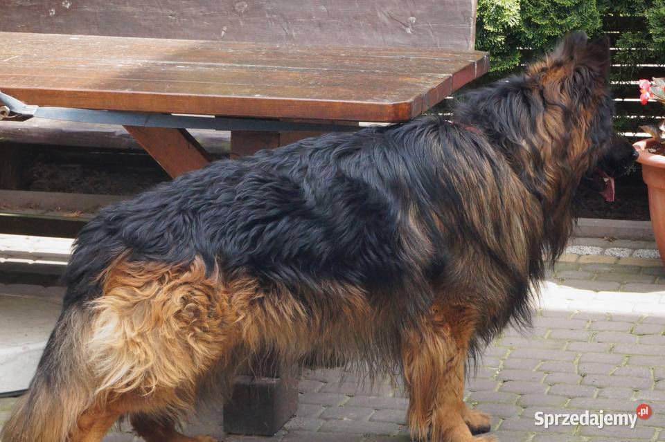 owczarek niemiecki Radom