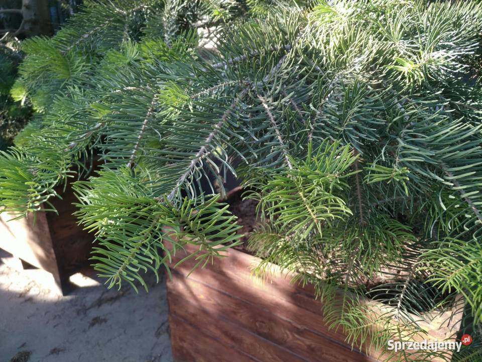 Jodła kalifornijska 5m w donicy drewnianej łódzkie Skierniewice sprzedam