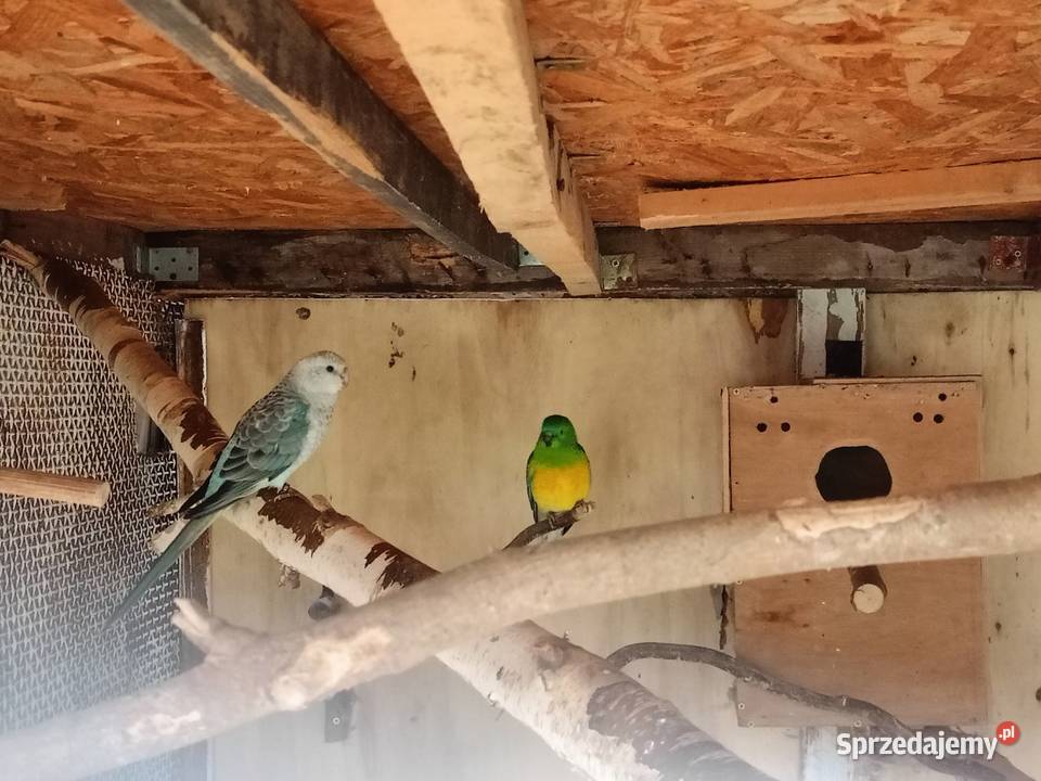 Para świergotek Strzelce Opolskie