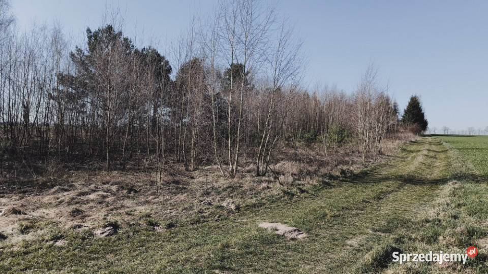 Sprzedam działki w Pruścach jeziorem razem Sprzedaż Grunty i działki sprzedam