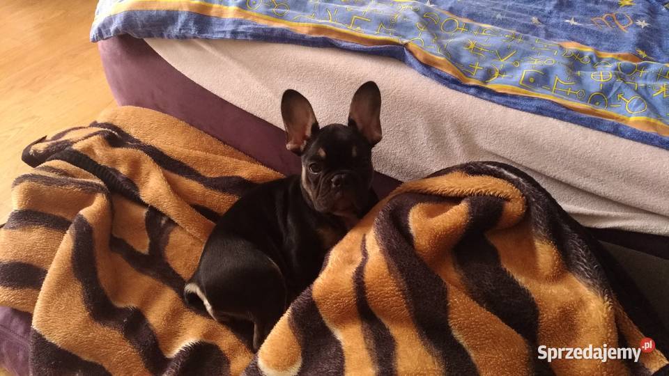 Buldog francuski 4 miesięczna suczka Radom