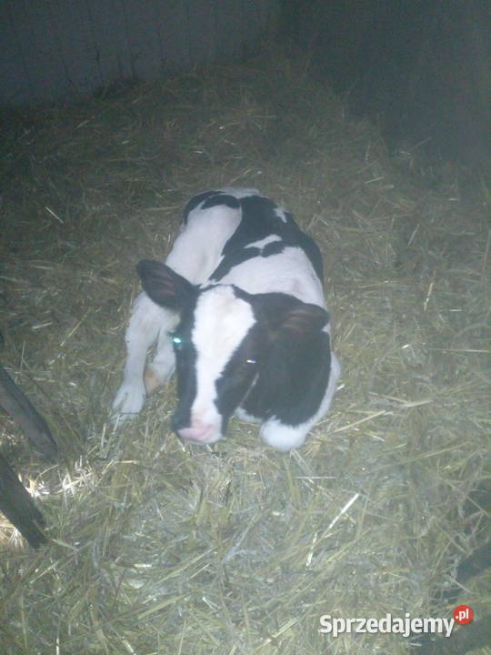Sprzedam byczki