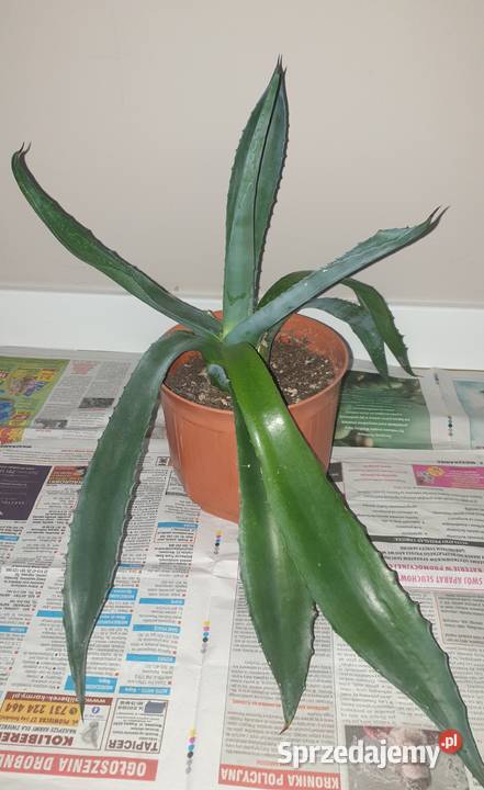 Duża wieloletnia agawa rozpiętość 67 mazowieckie Warszawa