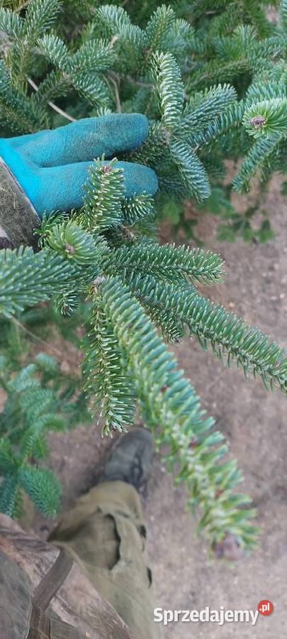 Stroisz gełęzie jodłą kaukaska Mazowieckie Osuchów