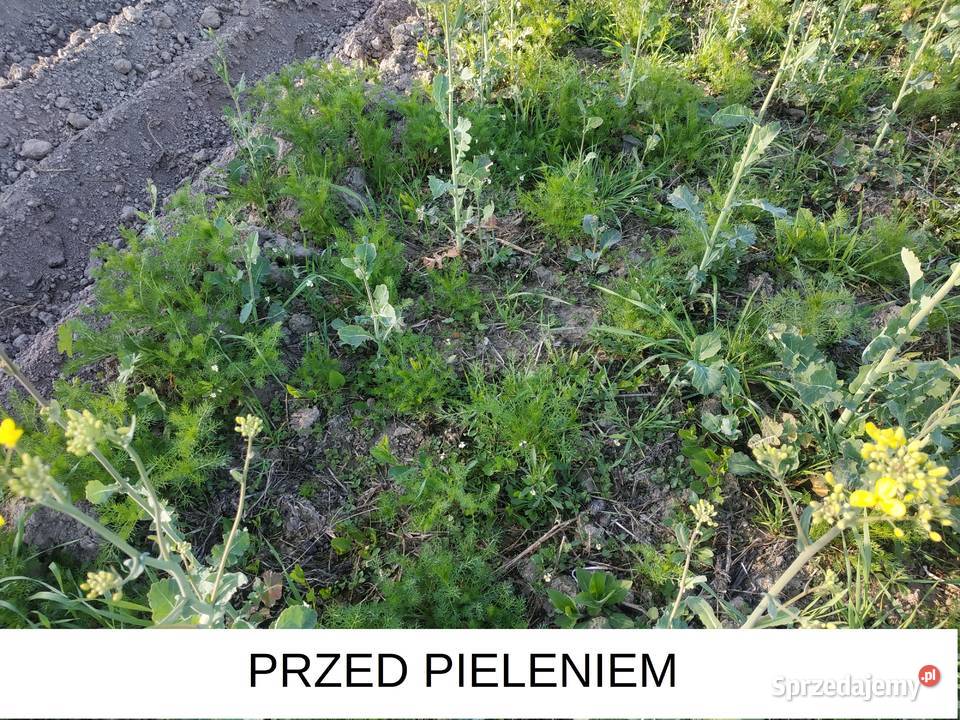 Pielnik motyka opielacz kultywator ręczny 15 Zamość