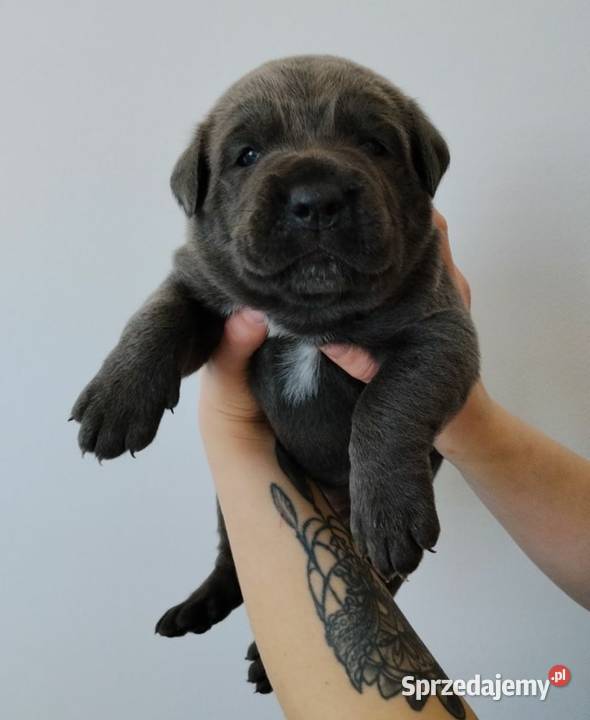 Cane Corso Italiano