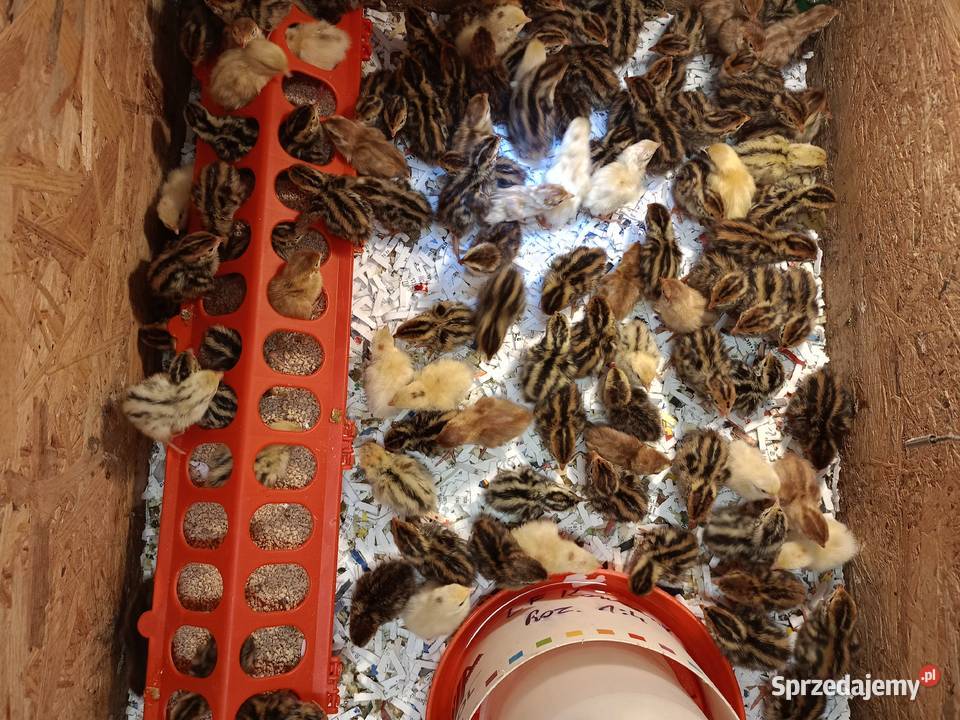Jaja lęgowe przepiórcze Pozostałe Kalej sprzedam