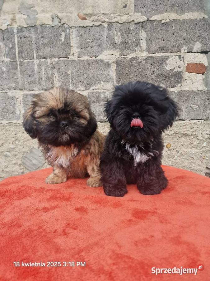 Piesek SHIH TZU do rezerwacji Piotrków Trybunalski sprzedam