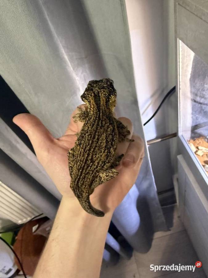 Kameleon gargulcowy z terarium Łomża