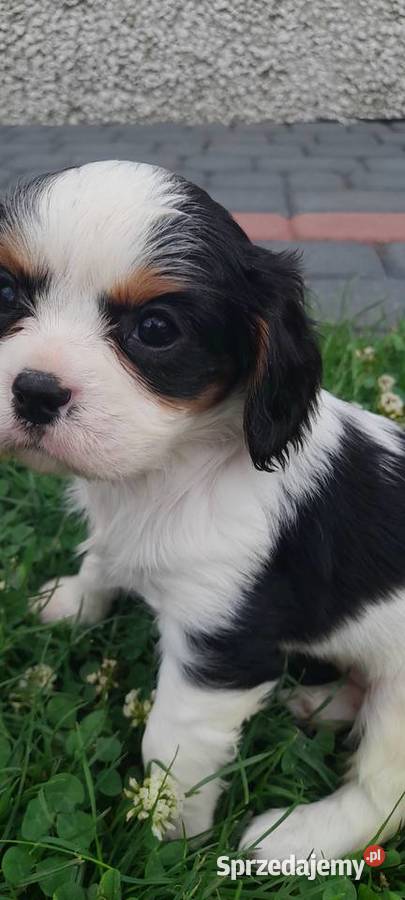 Suczka Cavalier king charles spaniel tricolor podkarpackie Mielec