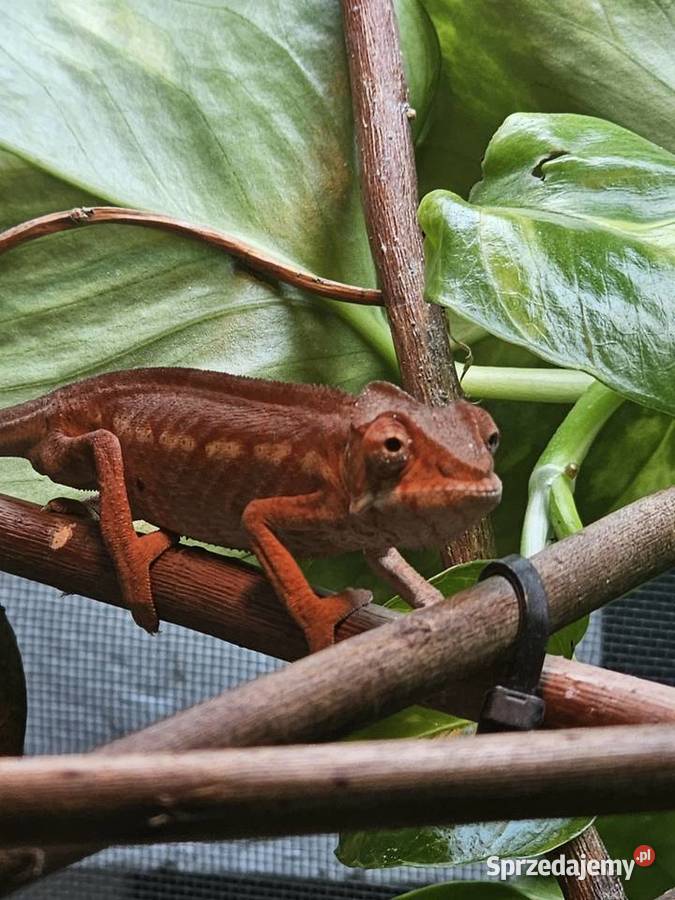 Samiczki kameleona lamparciego Ambilobe Kraków