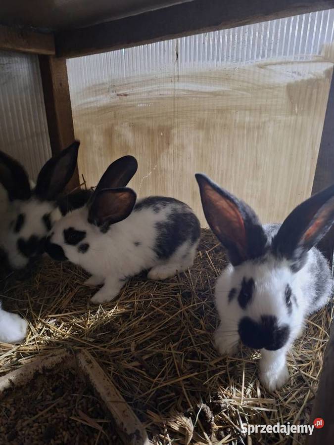 Sprzedam króliki mieszance srokacz z belgiem Skarszewy sprzedam