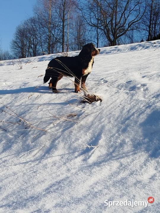 Berneński pies pasterski suczka fci Psy