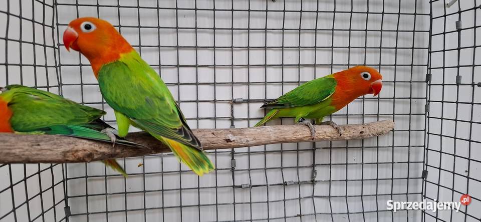 Nierozłączki Ptaki Zakliczyn