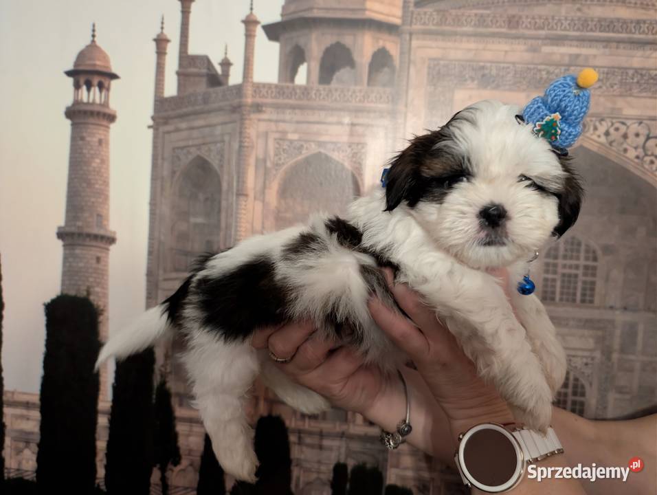 Szczenięta shih tzu z genem blue Shih Tzu