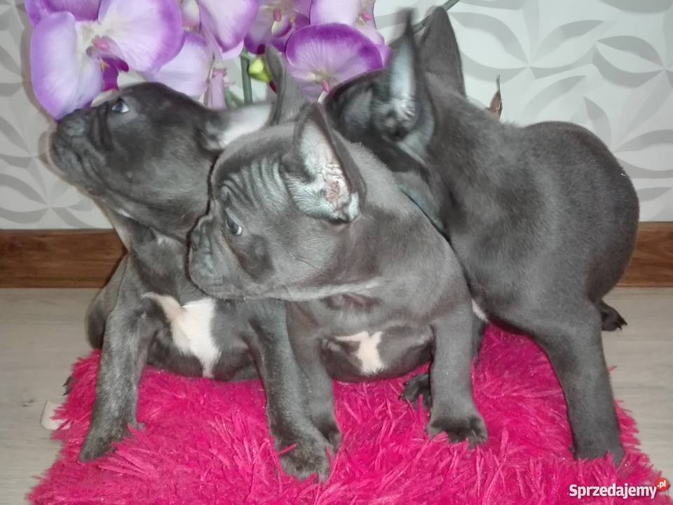 BULDOG FRANCUSKI niebieskie suczki i piesek dolnośląskie Żmigród