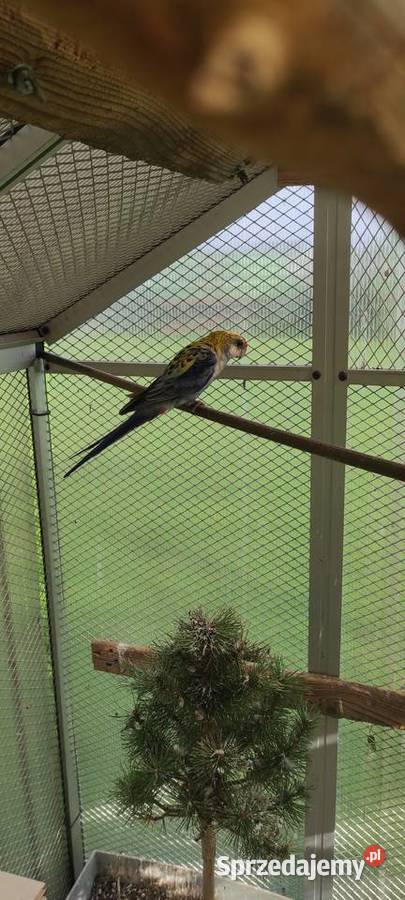 Rozella bladogłowa rozelle Ptaki Bielsko-Biała