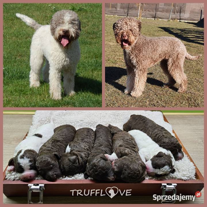 Lagotto Romagnolo ZKwPFCI samiec szczeniak Pozostałe Książenice