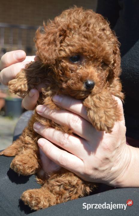 Pudel miniatura red suczkapiesek Zgierz