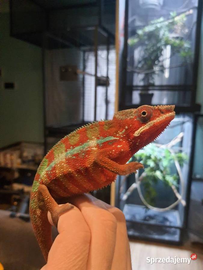 kameleon lamparci ambilobe red bar Włocławek sprzedam