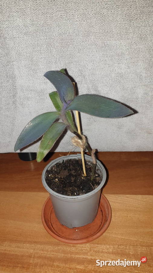 Setkrezja purpurowa trzykrotka do domu i na Warszawa