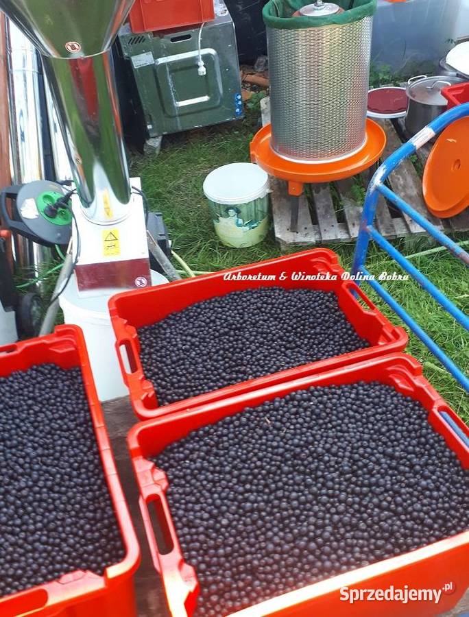 Tłoczenie pasteryzacja soków dolnośląskie Pławna Dolna