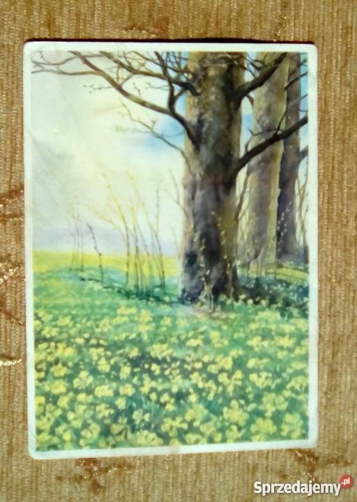 ŁĄKA W KWIATACH I STARE DRZEWA lubelskie Piszczac