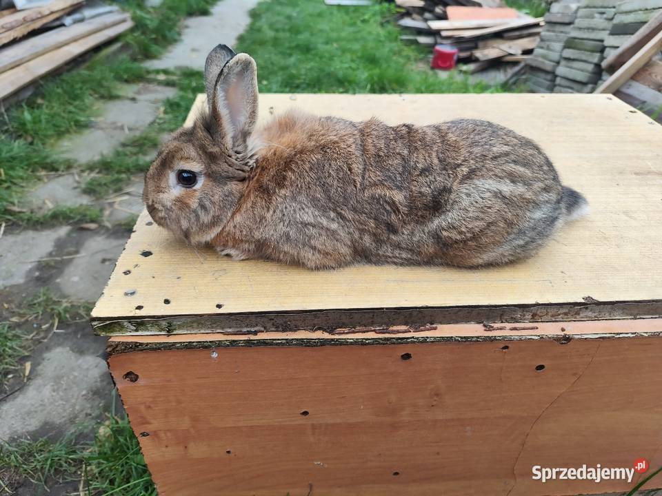 Króliki samce i samiczka 4 sztuki w Króliki Kościan